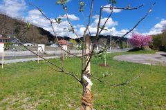 Apfel-Topas20220425_144048a